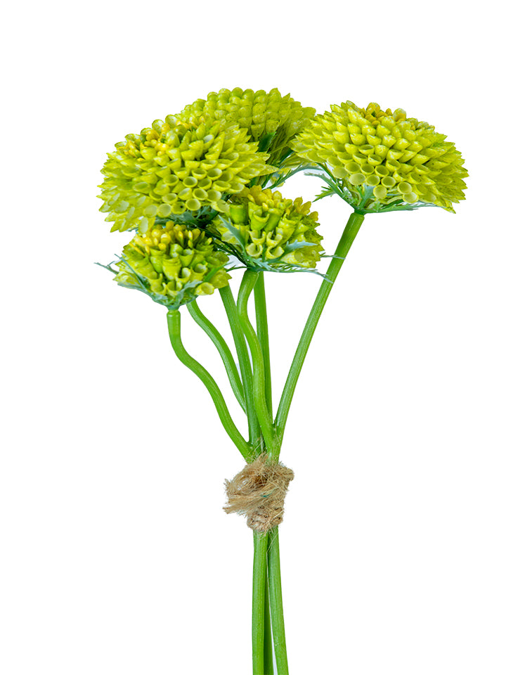 Dahlia Pom Bundle