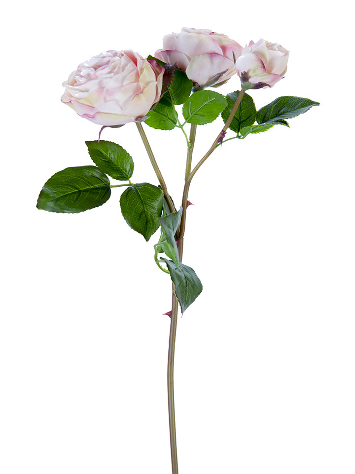 Fresh Touch Cabbage Rose Spray